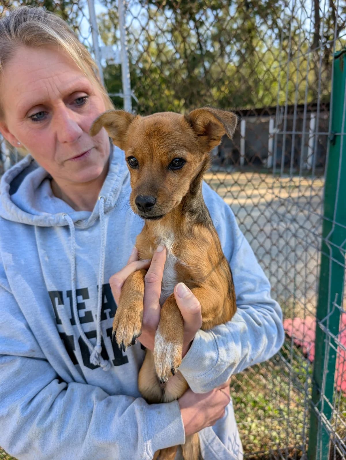 Shiva, female puppy Mixed Breed for adoption at NaTiNo e.V.