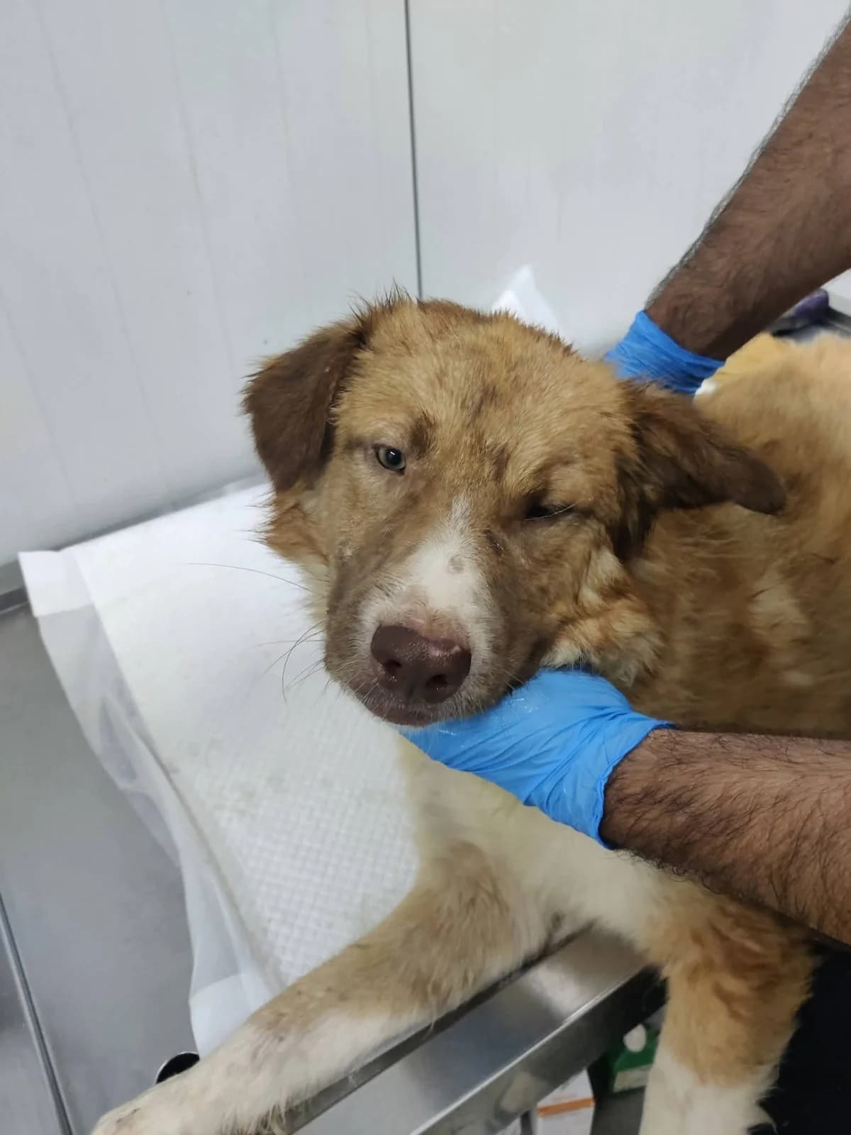Harry, male 7yo Mixed Breed for adoption at NaTiNo e.V.