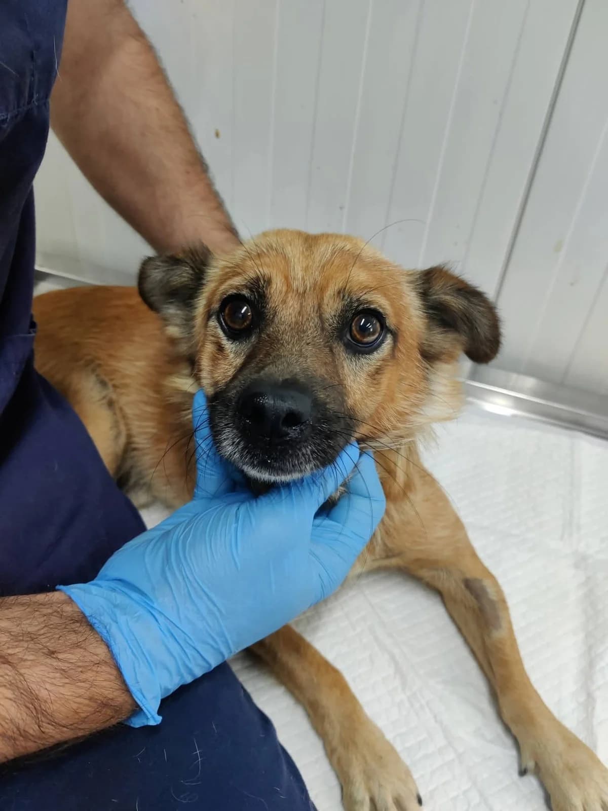 Filou, male young Mixed Breed for adoption at NaTiNo e.V.