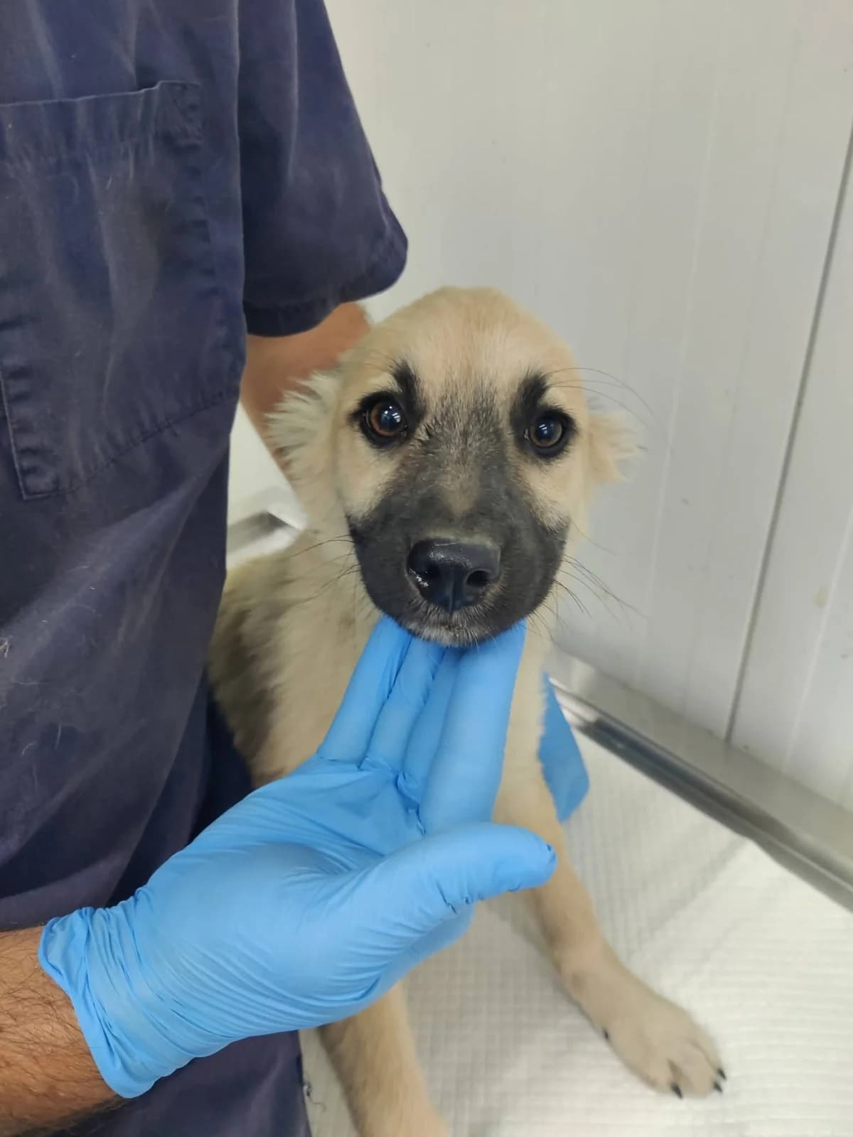 Tessa, female puppy Mixed Breed for adoption at NaTiNo e.V.