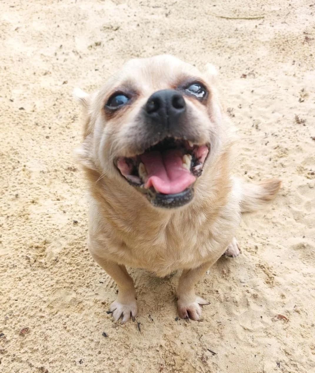Bambi, female senior Mixed Breed for adoption at NaTiNo e.V.