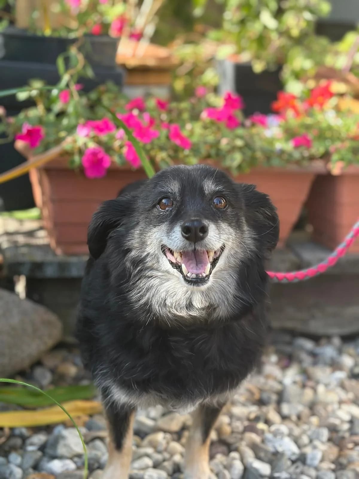 Lisa, female senior Mixed Breed for adoption at NaTiNo e.V.