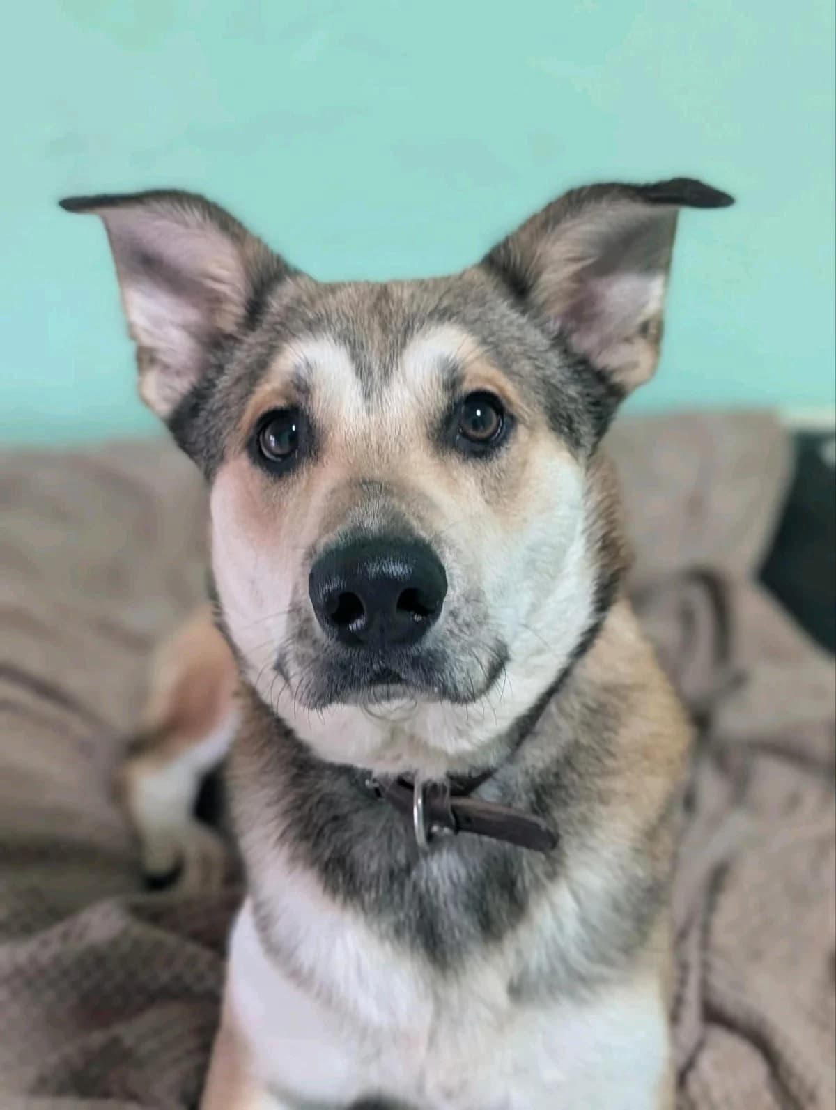 Rocky, male young Mixed Breed for adoption at NaTiNo e.V.