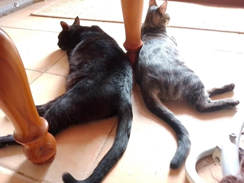 Frida und Diego – ein unzertrennliches Paar -, male 6yo Mixed Breed for adoption at New Life 4 Spanish Animals e.V.