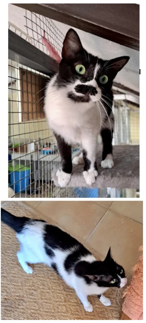 Pola und Pili, Mixed Breed for adoption at New Life 4 Spanish Animals e.V.