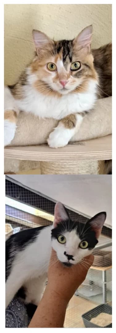 Marie (FIV+) und Bruder Luigi, male 3yo Mixed Breed for adoption at New Life 4 Spanish Animals e.V., Berlin