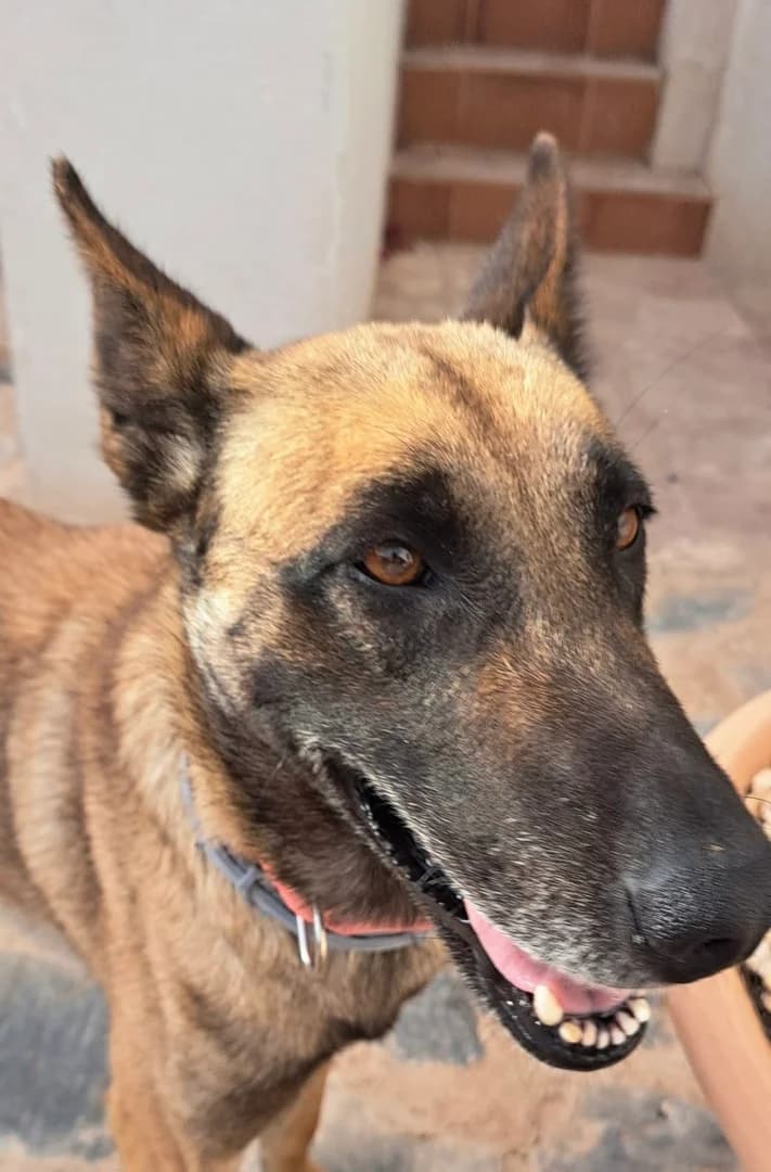 TRUFA, female Mixed Breed for adoption at New Life 4 Spanish Animals e.V.