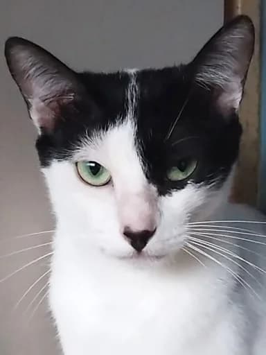Tina, 4yo Mixed Breed for adoption at New Life 4 Spanish Animals e.V., Berlin