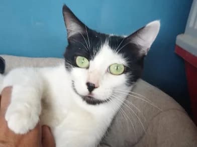 Tania, 4yo Mixed Breed for adoption at New Life 4 Spanish Animals e.V., Berlin