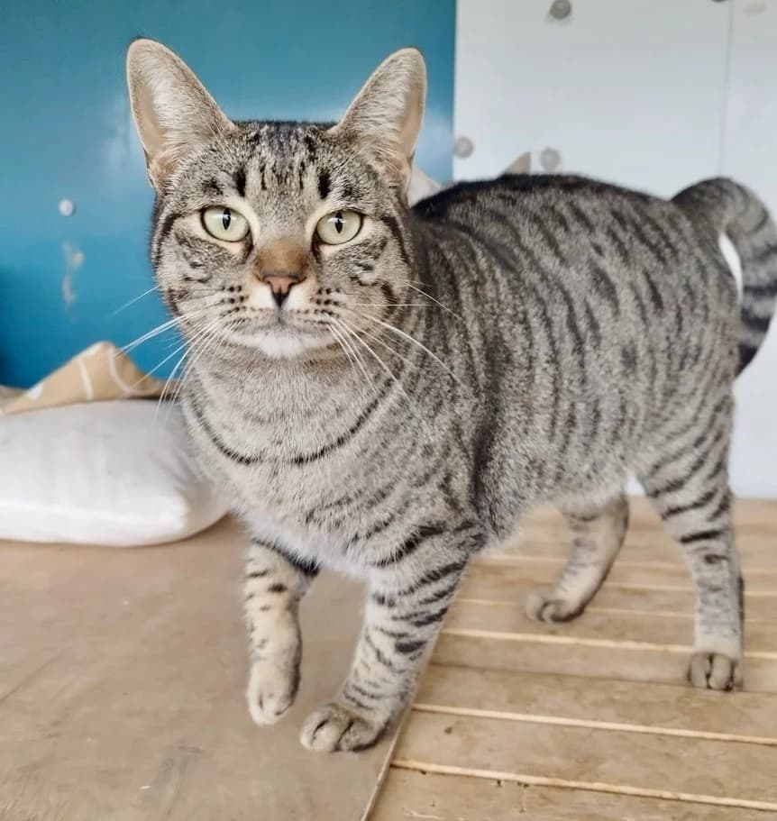 Lusi, female 4yo Mixed Breed for adoption at New Life 4 Spanish Animals e.V.