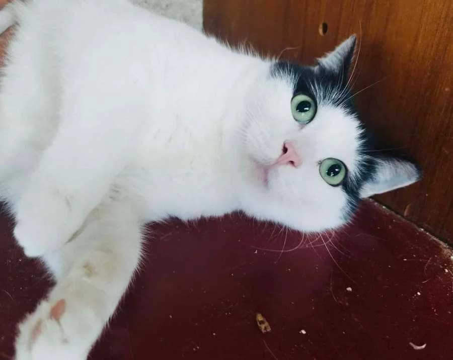 Kuki, 4yo Mixed Breed for adoption at New Life 4 Spanish Animals e.V.