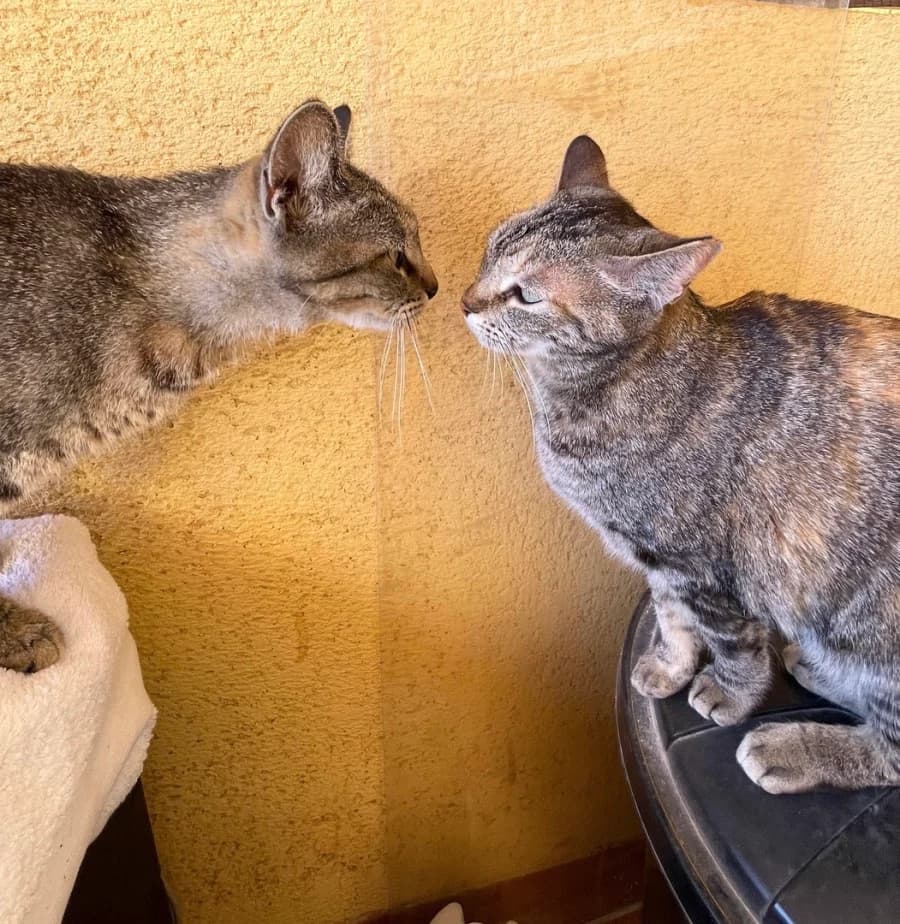 Lily und Lulu, Mixed Breed for adoption at New Life 4 Spanish Animals e.V., Berlin