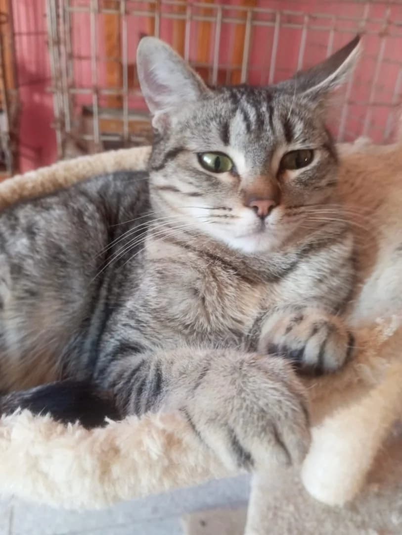 KINA, puppy Mixed Breed for adoption at New Life 4 Spanish Animals e.V.