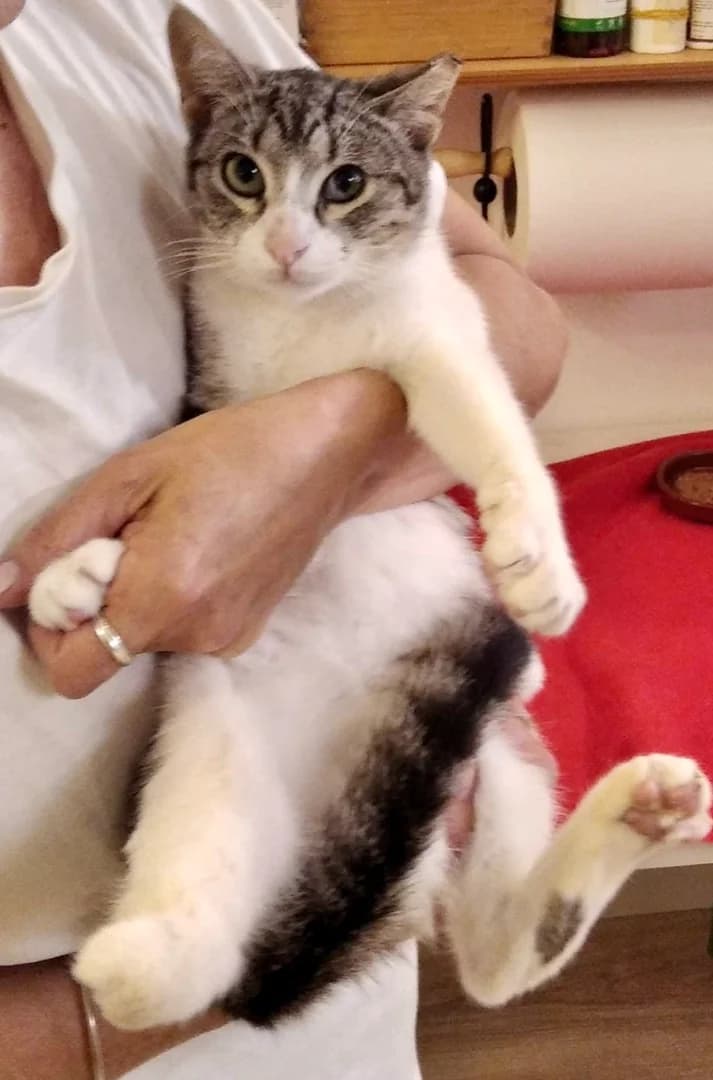 Valentino – Lebensfreude auf 3 ½ Beinen, Mixed Breed for adoption at New Life 4 Spanish Animals e.V.