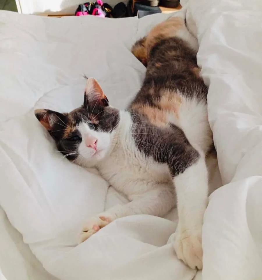 Atanea, young Mixed Breed for adoption at New Life 4 Spanish Animals e.V.