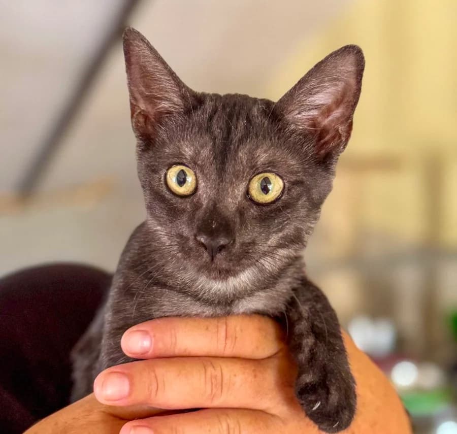 AIDA, puppy Mixed Breed for adoption at New Life 4 Spanish Animals e.V.