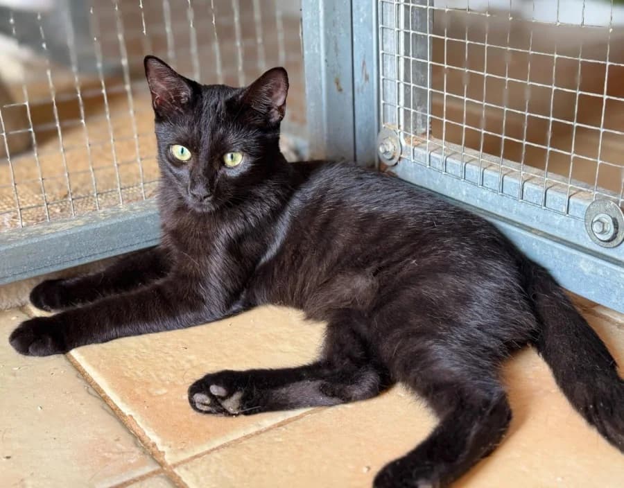 OTHELLO, young Mixed Breed for adoption at New Life 4 Spanish Animals e.V.