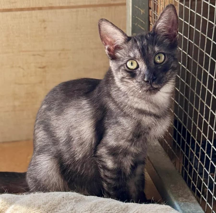 ROSINA, puppy Mixed Breed for adoption at New Life 4 Spanish Animals e.V.