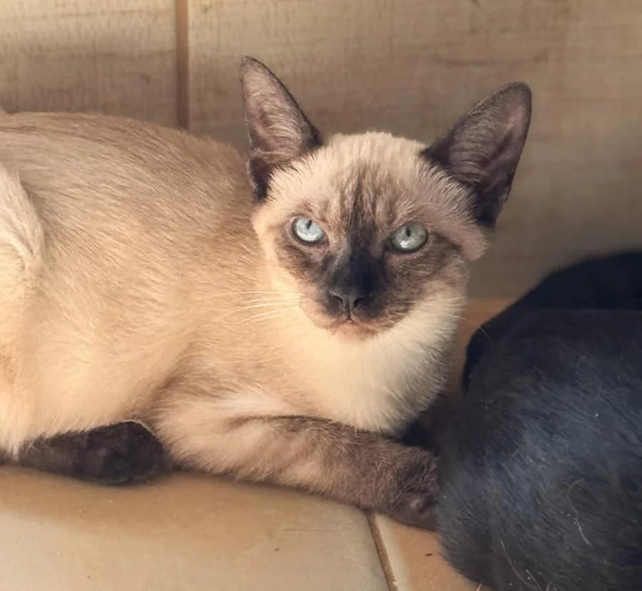 TOSCA, puppy Mixed Breed for adoption at New Life 4 Spanish Animals e.V.