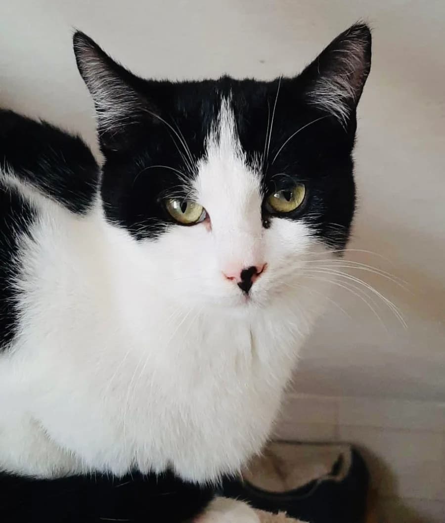 PICO, puppy Mixed Breed for adoption at New Life 4 Spanish Animals e.V.