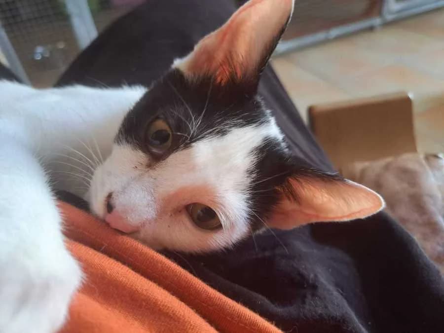 FIDO, puppy Mixed Breed for adoption at New Life 4 Spanish Animals e.V.