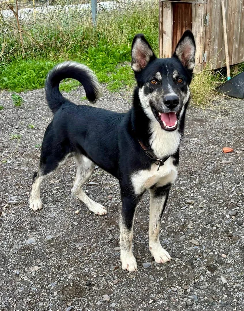 Jordi, puppy Mixed Breed for adoption at New Life 4 Spanish Animals e.V.