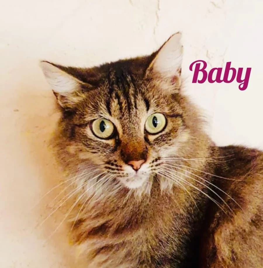 Notfall BABY, FeLV positiv, Mixed Breed for adoption at New Life 4 Spanish Animals e.V.