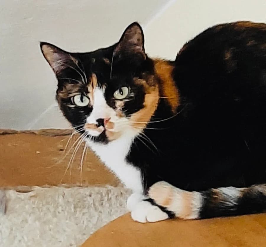 Serafina (aka Fienchen), 3yo Mixed Breed for adoption at New Life 4 Spanish Animals e.V., Berlin