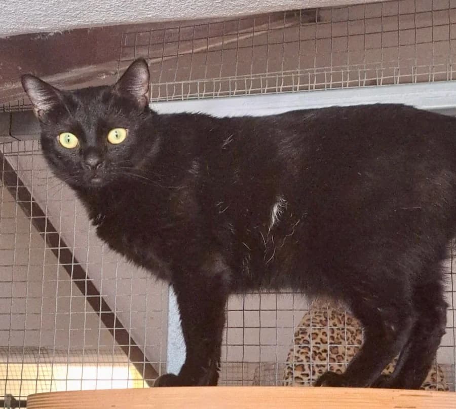 Momo, male 3yo Mixed Breed for adoption at New Life 4 Spanish Animals e.V.