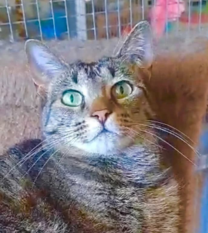 HILDE - Zuhause ge, 3yo Mixed Breed for adoption at New Life 4 Spanish Animals e.V., Berlin