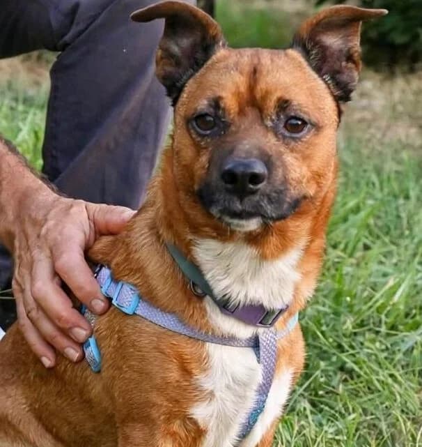 Auri, male 5yo Mixed Breed for adoption at NiemandsHunde, Kerpen