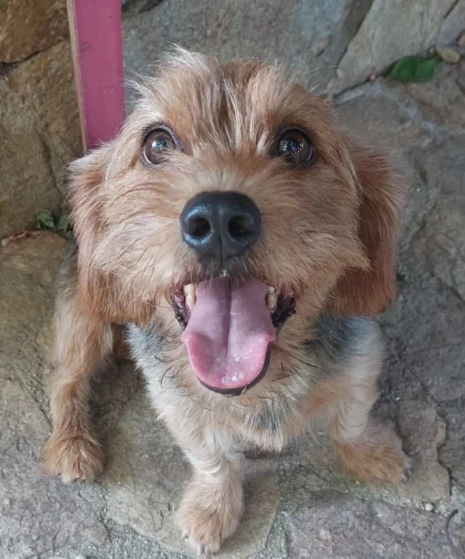 Biagio, male 3yo Mixed Breed for adoption at NiemandsHunde, Kerpen