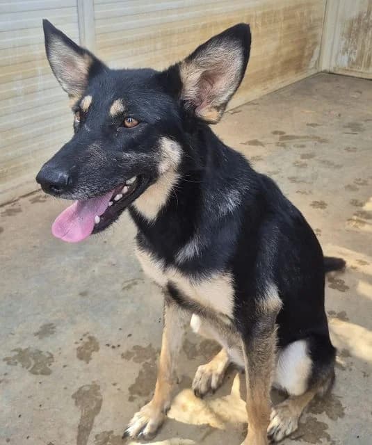 Filla, female young German Shepherd for adoption at NiemandsHunde, Kerpen