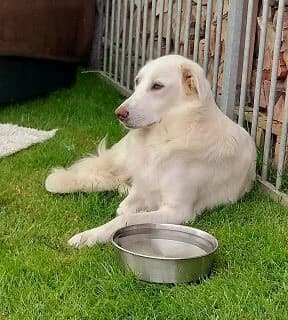 Finley, male 3yo Mixed Breed for adoption at NiemandsHunde, Kerpen