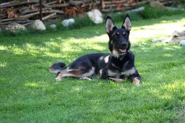 Fiona, female young German Shepherd for adoption at NiemandsHunde, Kerpen