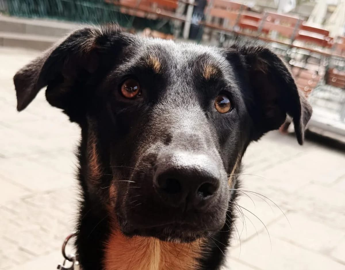 Georgio, male young Mixed Breed for adoption at NiemandsHunde, Kerpen