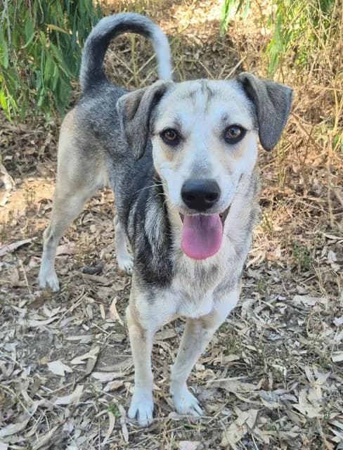 Geppy, female young Mixed Breed for adoption at NiemandsHunde, Kerpen