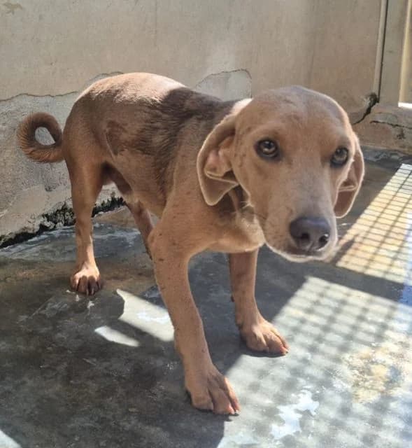 Haruto, male puppy Dachshund for adoption at NiemandsHunde, Kerpen