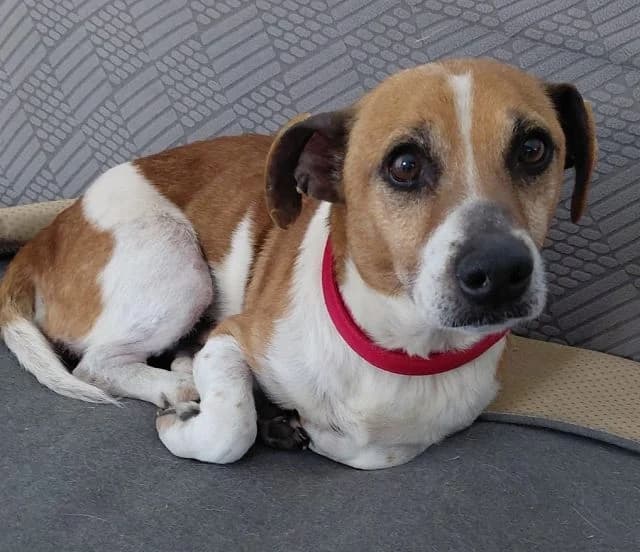 Jack, male senior Mixed Breed for adoption at NiemandsHunde, Kerpen