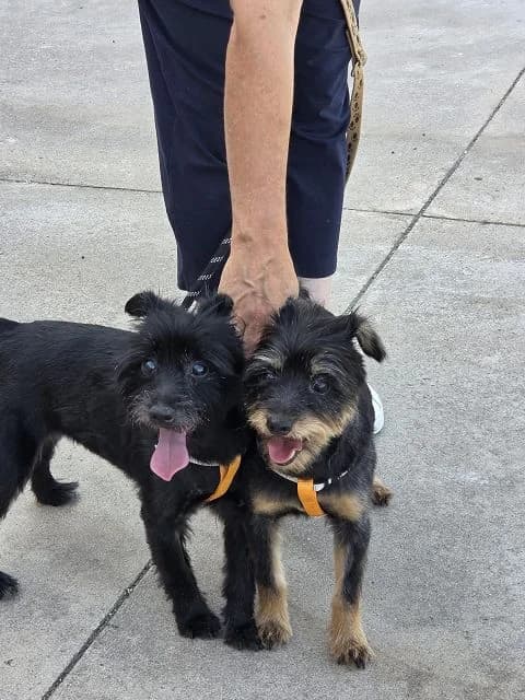 Liquirizia und Mascherina, senior Mixed Breed for adoption at NiemandsHunde, Kerpen