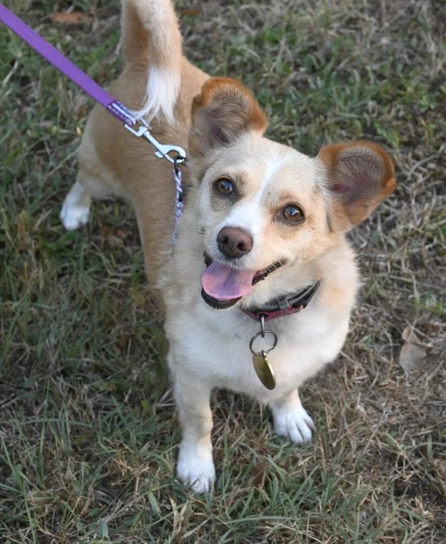 Mamy, female 4yo Mixed Breed for adoption at NiemandsHunde, Kerpen
