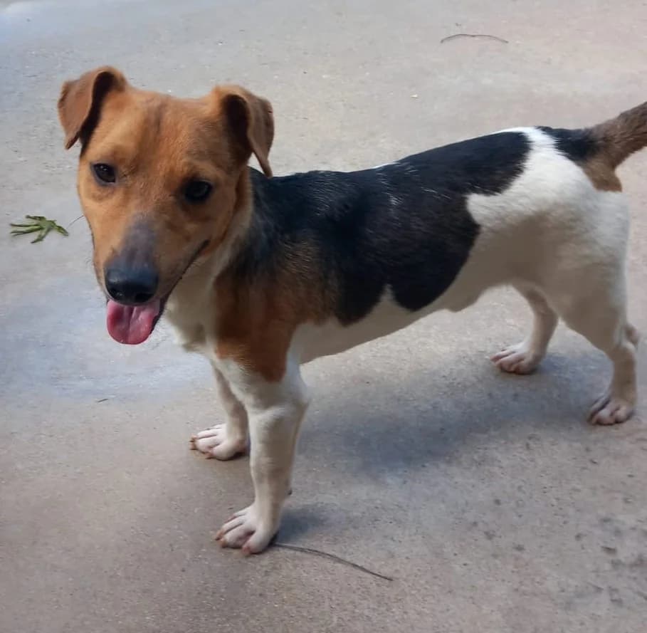 Mario, male young Jack Russell Terrier for adoption at NiemandsHunde, Kerpen