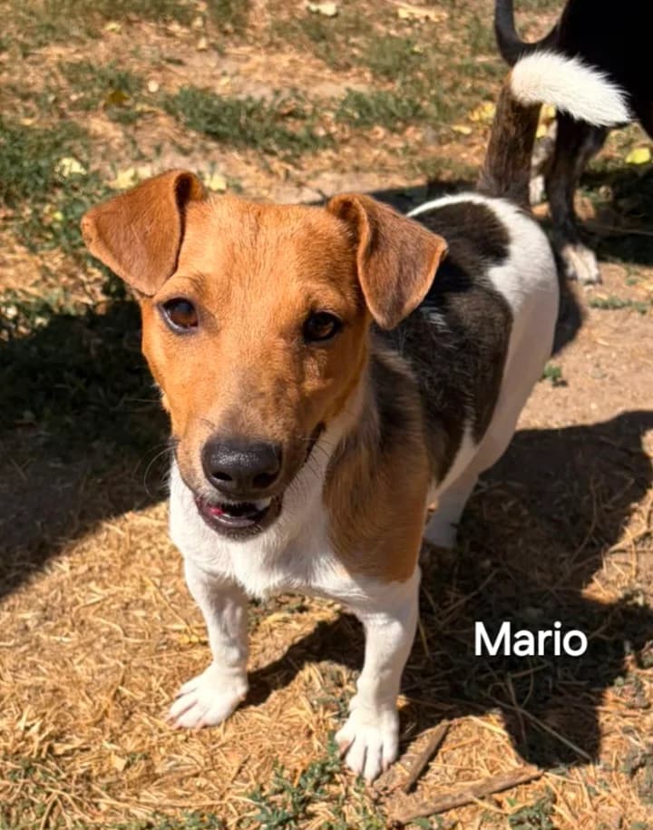 Mario, male young Jack Russell Terrier for adoption at NiemandsHunde, Kerpen