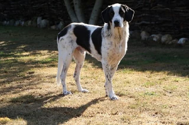 Maurizio, male 4yo Mixed Breed for adoption at NiemandsHunde, Kerpen