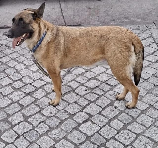 Maya – Fremdvermittlung, female senior Belgian Malinois for adoption at NiemandsHunde, Kerpen