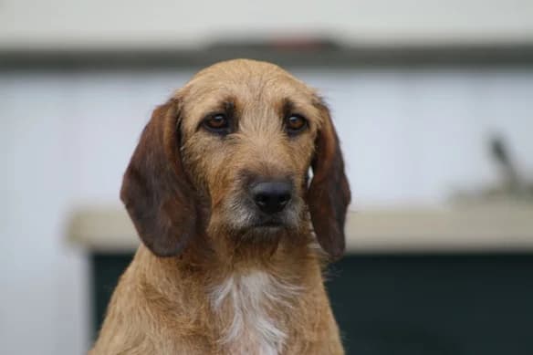 Megan, female 6yo mixed breed for adoption at NiemandsHunde, Kerpen