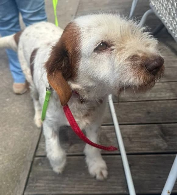 Mini -Dauerpflegehund, female senior Mixed Breed for adoption at NiemandsHunde, Kerpen