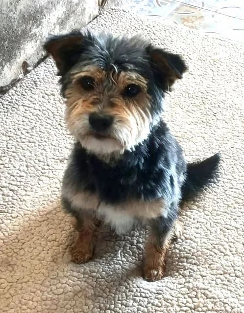Monty ( ehemals Giacomino), male 5yo mixed breed for adoption at NiemandsHunde, Kerpen