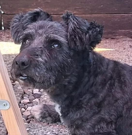 Nonno, male senior Mixed Breed for adoption at NiemandsHunde, Kerpen