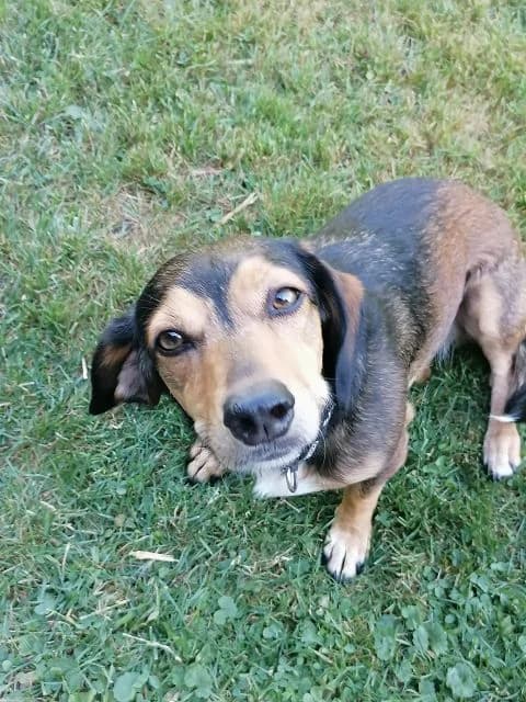Olivia, female 5yo mixed breed for adoption at NiemandsHunde, Kerpen
